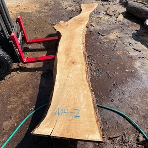 May include: A large, unfinished slab of light-colored wood with a natural edge. The wood grain is visible, and the slab has a rough, textured surface. The text "A/14-2" is written on the wood. A forklift is in the background.