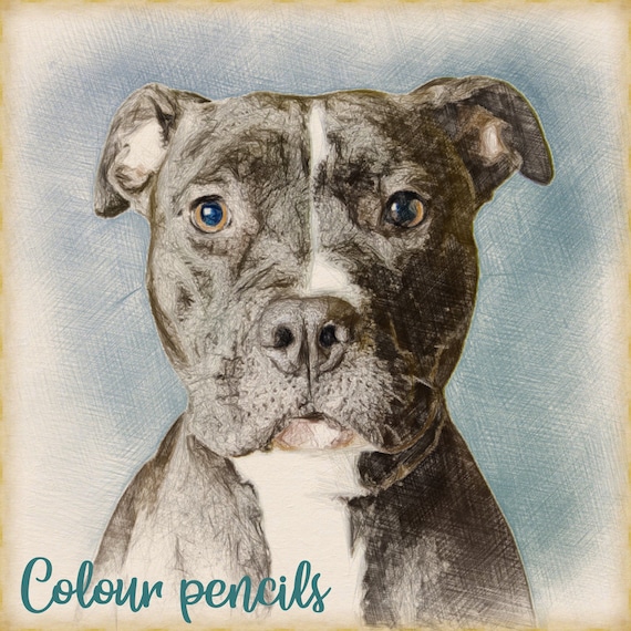 Custom Pet Pencil Sketch DIGITAL, Personalised Hand Drawn Graphite Portraits , Custom Color Pencil Pet Drawing, Dog sketch, Cat Sketch
