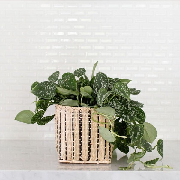 Satin Pothos live indoor plant in woven planter basket, great house plant perfect gift for new home