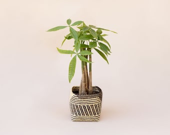 6&quot; Guiana Chestnut Plant, Braided Money Tree, Indoor Plant, Natural Rattan Basket, Striped Noir Basket, Handwoven Basket, Home Improvement