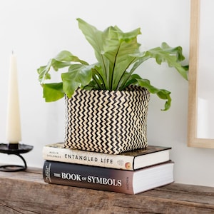 8&quot; Bird&#39;s nest fern in rattan woven planter basket, great indoor house live plant perfect gift for home