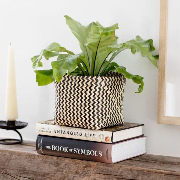 8" Bird's nest fern in rattan woven planter basket, great indoor house live plant perfect gift for new home