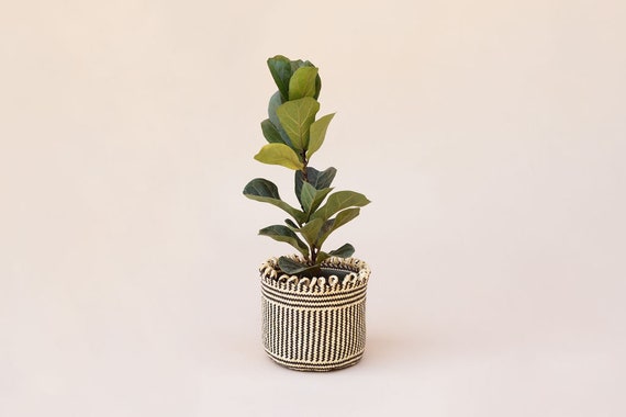split leaf philodendron indoor plant Small Split Leaf Philodendron – Ithaca Flower Shop main image 1