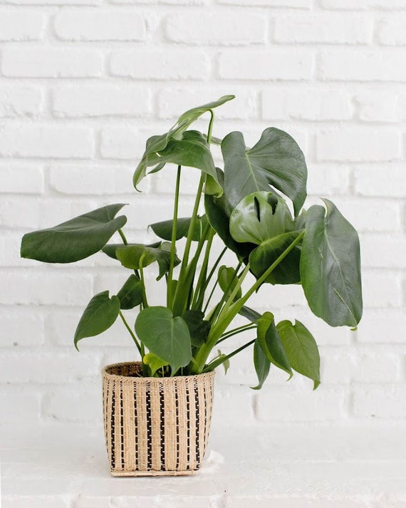 monstera adansonii for sale Monstera Adansonii  Dutch Growers Regina