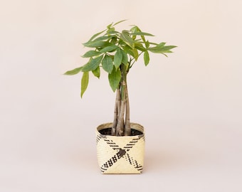 6" Guiana Chestnut Plant, Braided Money Tree, Indoor Plant, Natural Rattan Basket, Striped Noir Basket, Handwoven Planter, Mothers Day Gift