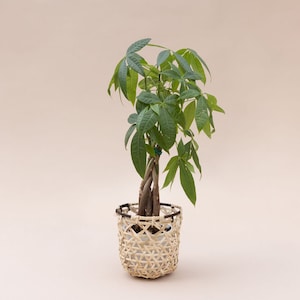 Puede incluir: Una planta de árbol del dinero en una cesta tejida. La planta tiene múltiples hojas verdes y un tronco trenzado. La cesta es de color marrón claro con un borde negro. El fondo es de color beige claro sólido.