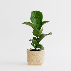 May include: A small Fiddle Leaf Fig plant in a woven basket pot. The plant has large, vibrant green leaves and a sturdy stem. The pot is a light beige colour and has a textured appearance. The background is plain white.
