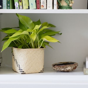 May include: A white bookshelf with a green plant in a woven basket, a seashell, and a stack of books with the title "The Kitchen" by Annie Leibovitz.