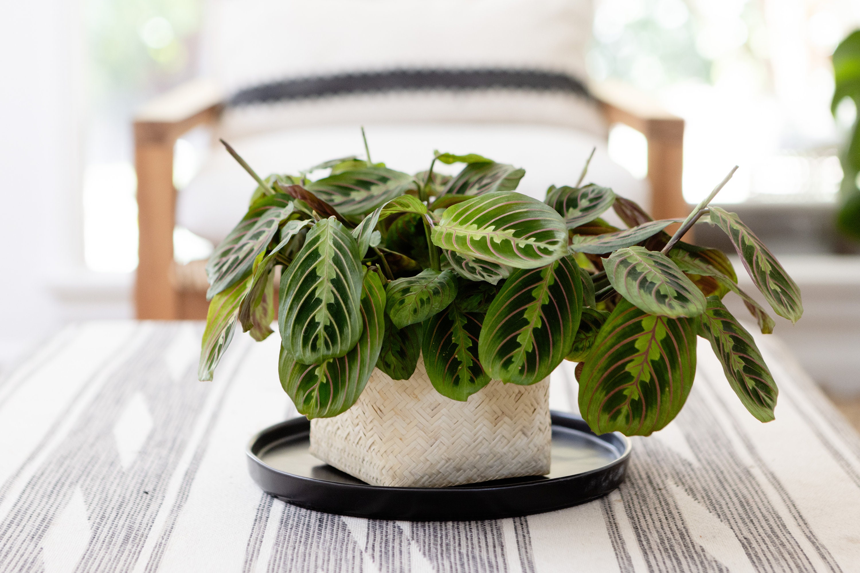 pothos sp Medium Golden Pothos
