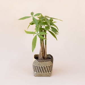 May include: A green potted plant with multiple stems and leaves in a black and white woven basket.