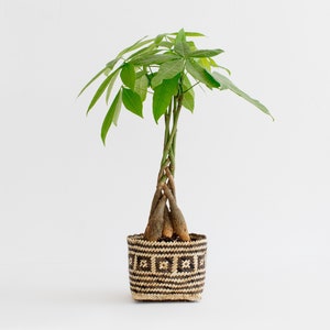 May include: A Money Tree plant in a woven basket. The plant features a braided trunk and bright green leaves. The basket is a natural colour with a geometric pattern in dark brown.