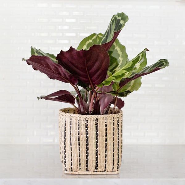 8" Calathea Medallion Plant, Prayer Plant, Handwoven Basket, Charcoal Planter Basket, House Plant, Live Modern Plants Basket, Indoor Plant