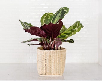 Calathea Medallion house plant with handwoven planter basket, Prayer indoor plant perfect gift for host