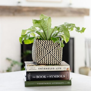 6&quot; Bird&#39;s Nest Plant, Live House Plant, Modern Indoor Planter, Rattan Woven Basket, Housewarming Gift, Natural Decor, Unique Gift For Mom