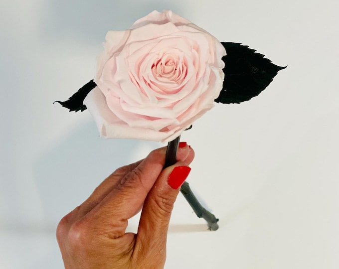 Glass bell jar with preserved rose