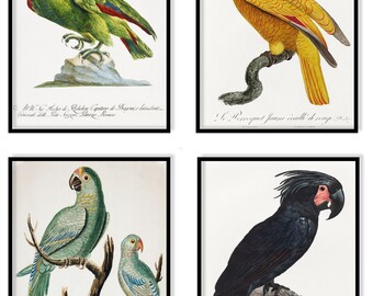 Original 1836 hand coloured bird print in mount Festive Parrot