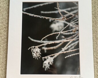 Frozen and Delicate