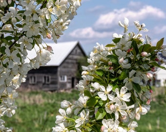 Essex Barn