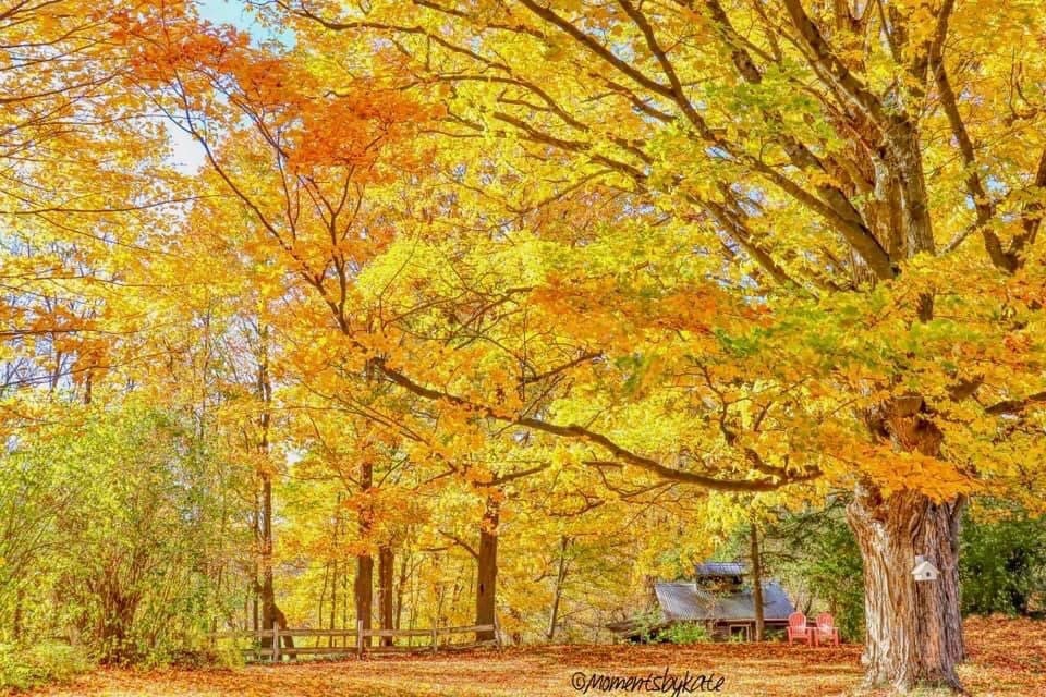 Foliage and a Sugar Shack