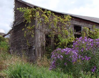 Old Barn with Flowers