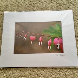 Bleeding Hearts