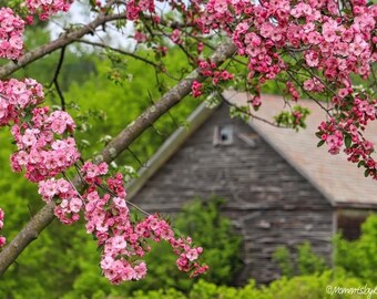 Barn & Blossoms