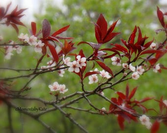 Beautiful Spring Blossoms