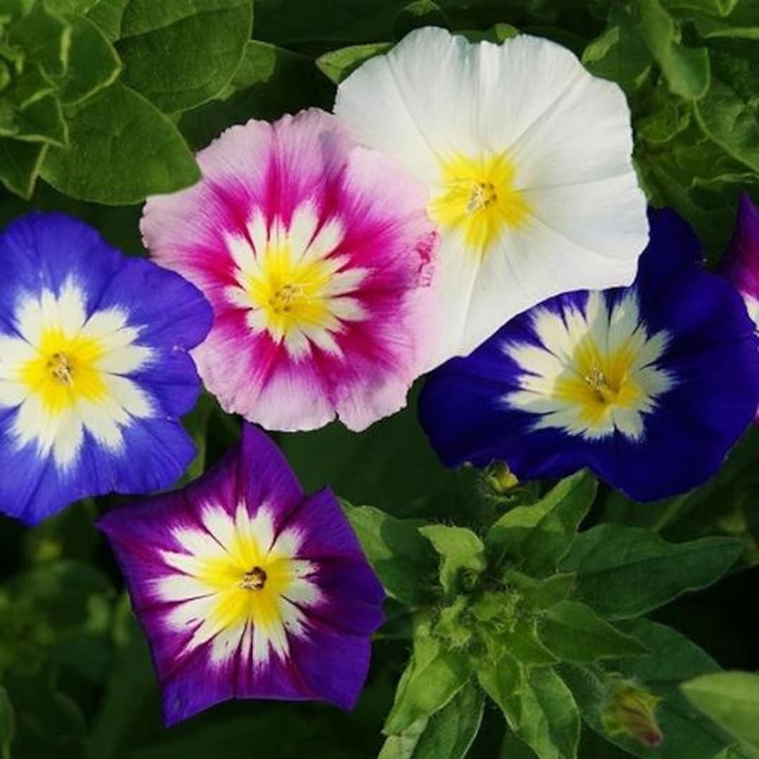 未開封　MORNING GLORY Synthetic 30s|mt. Fuji Mix Japanese Morning Glory Seeds - Authentic