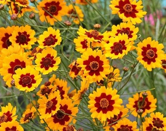 May include: A close-up of a cluster of yellow and red flowers with a brown center. The flowers are in bloom and have a delicate, ruffled appearance.