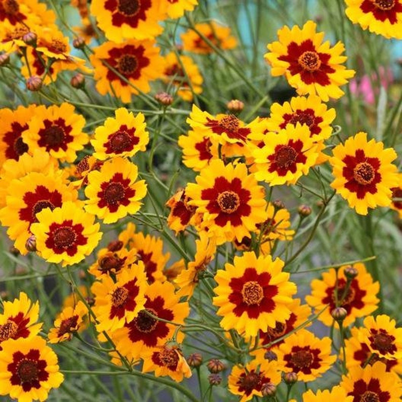 Coreopsis Seeds 101 Etsy