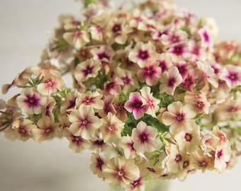 Cherry Carmel Phlox  #238