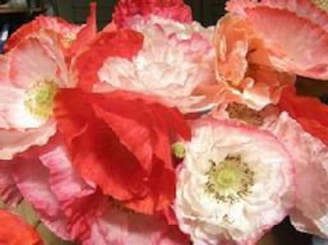 Shirley Poppy Double Mixed perennial 81 Etsy