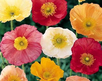 May include: A collection of colorful poppy flowers in various shades of red, pink, yellow, and white. The flowers have delicate petals and a central yellow stamen.