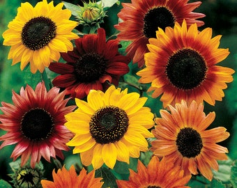 Sunflower Seed - Mixed  #116
