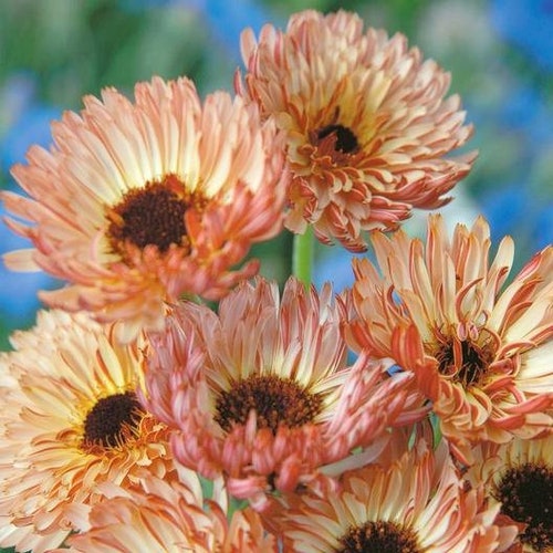 Snow Princess 100 Seeds Calendula Snow Princess 100 Seeds Calendula