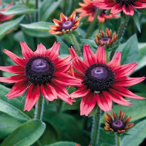 May include: Close-up of vibrant red flowers with dark purple centers. The petals are a deep red with hints of orange, and the flowers are surrounded by green leaves. The image showcases the beauty of nature and floral arrangements.