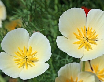 California Poppy  - Ivory Castle #248
