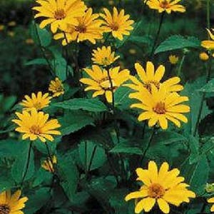 Sunflower Giganteus #62