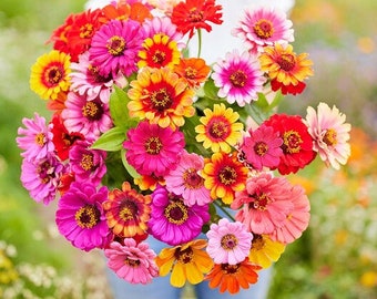 Zinnia - Carrousel Mix #282