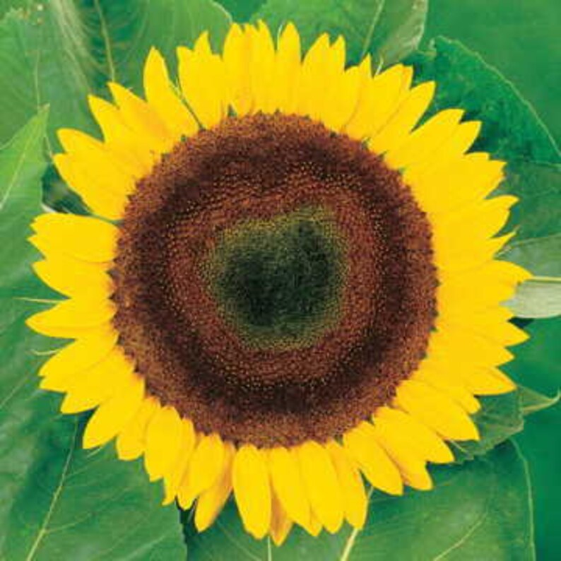Sunflower Giganteus #62
