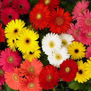 May include: A bouquet of colorful gerbera daisies in various shades of red, pink, yellow, and white. The flowers are arranged in a cluster, showcasing their vibrant petals and contrasting colors.