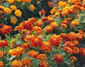 May include: A close-up view of a bed of orange and yellow marigolds in full bloom. The flowers are arranged in a dense cluster, creating a vibrant and colorful display.