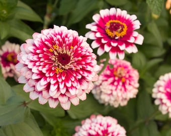 Zinnias  - Hidden Dragon #50