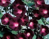 morning glory クローン maxresdefault.jpg?sqp=-