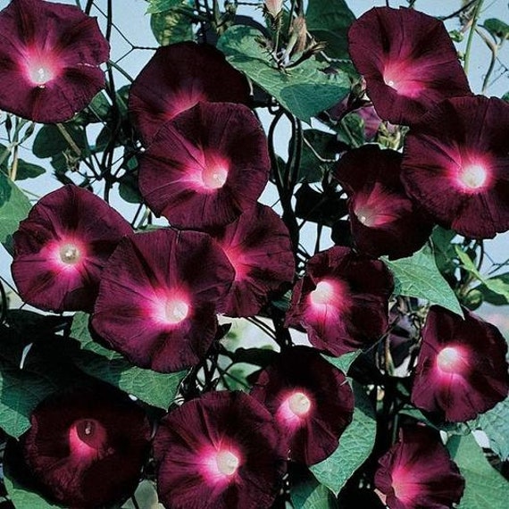 Morning Glory - Knowlians Black #92 - Etsy