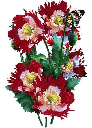 Danish Flag Poppy Seeds - 1000+ Red & White Somn Poppy Seeds From PoppyQueen Shelley, Easy To Grow!