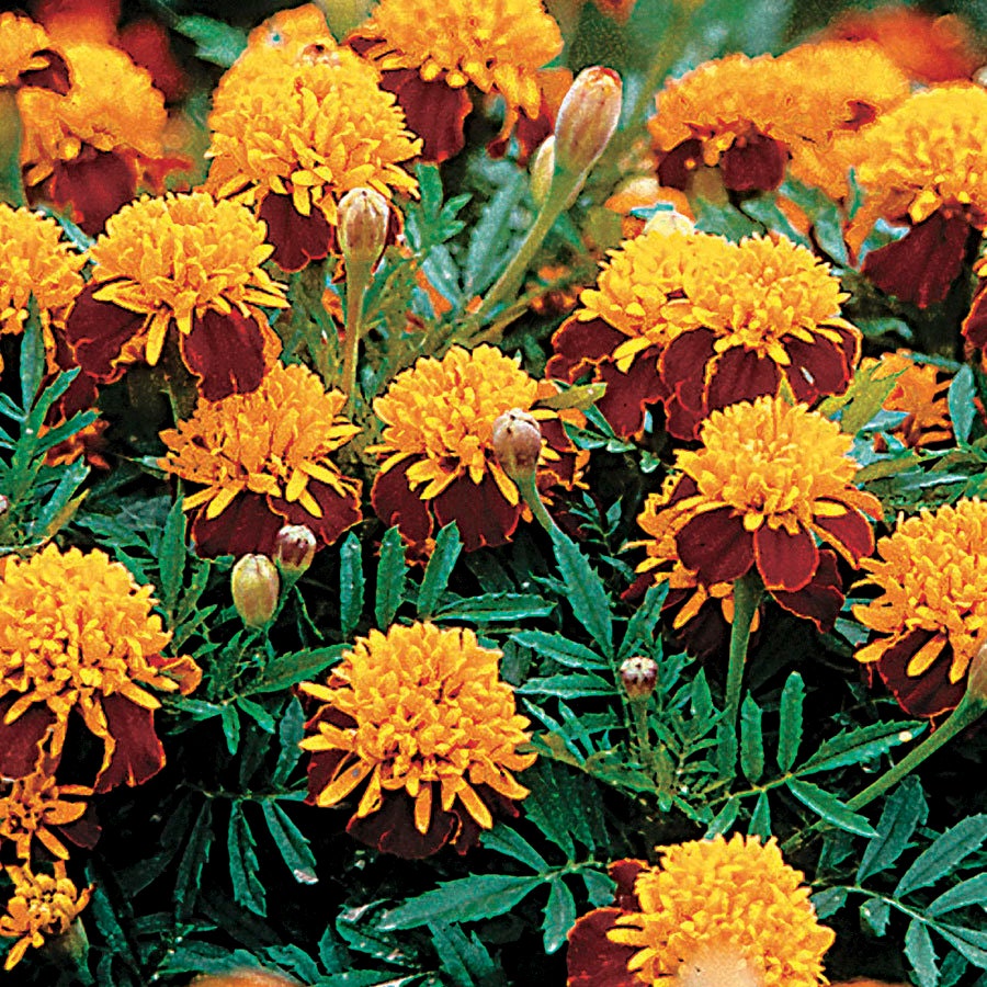 Marigold hotsell tiger eyes