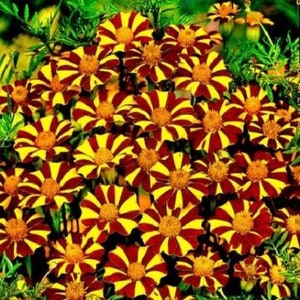 French Marigold -Court Jester  #69