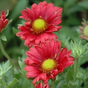Burgundy Blanket Flower (Perennial) #163