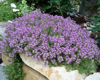 Creeping Thyme Seeds  (perennial) #111
